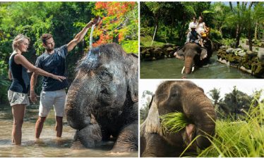 Experience with The Gentle Giant at Mahout For A Day