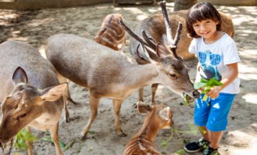 bali zoo