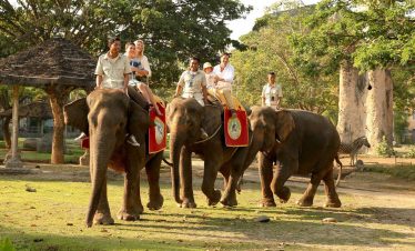 Elephant Back Safari Package